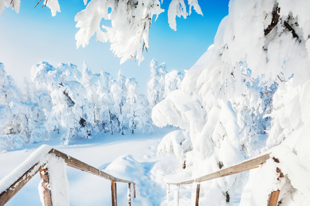 Snow-covered trees in a forest after snowfall. Beautiful winter landscape.の写真素材