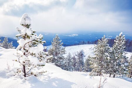 Snow covered trees in winter forest.の写真素材