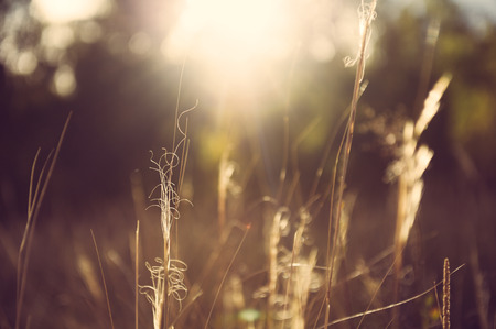 Wild grasses in a field at sunset. Beautiful autumn landscapeの写真素材