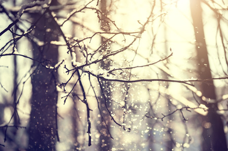 Snow-covered trees in winter forestの写真素材