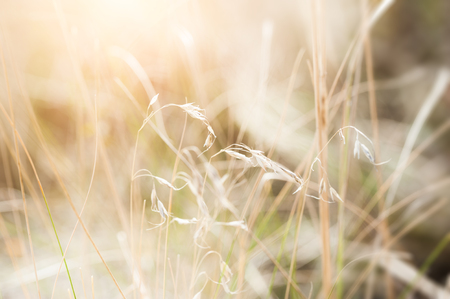 Wild grasses in a field. Beautiful autumn nature. Macro image, selective focusの写真素材