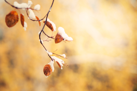 First snow on the yellow autumn leaves in the forest. Macro image, selective focusの写真素材