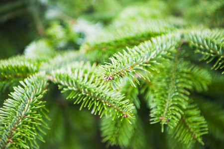 Green pine branches close up. Macro imageの写真素材