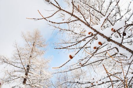 Snow on the trees in winter forest. Beautiful winter landscapeの写真素材