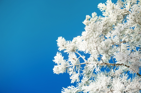 Pines with hoarfrost against the blue sky. Beautiful winter landscape.の写真素材