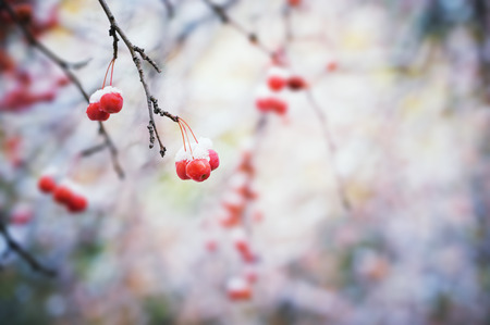 Snow on the wild red apples in the forest. Macro image, vintage filterの写真素材