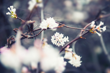 Blooming white flowers on the tree. Macro image, selective focusの写真素材