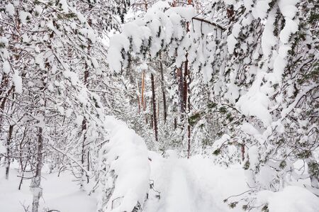Snow-covered trees in the forest. Beautiful winter landscape.の写真素材