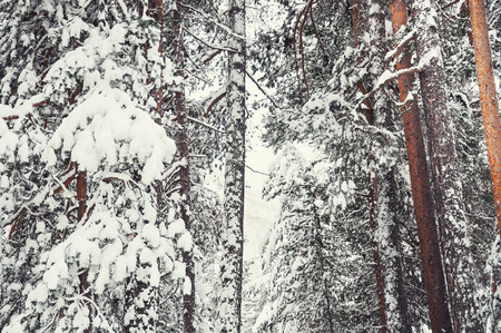 Snow-covered pine in the forest after snowfall. Beautiful winter landscape. Vintage filterの写真素材