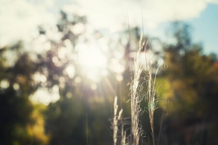 Wild grasses in autumn forest at sunset. Macro image, selective focus. Vintage filterの写真素材