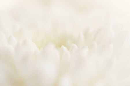 Macro image of white flower. Blurred abstract backgroundの写真素材