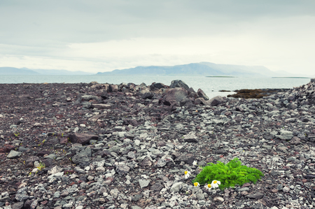 Daisies on a rocky coast of Atlantic ocean in Reykjavik, Iceland. Selective focusの写真素材