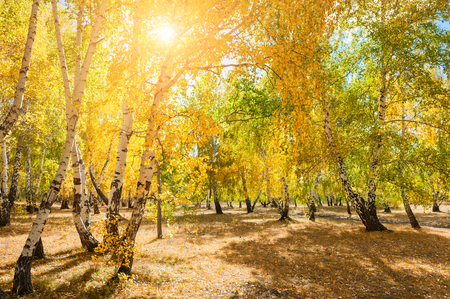 Autumn forest with yellow trees at sunny day.の写真素材