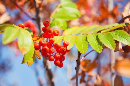 Autumn rowan tree with red berries and colorful leaves.