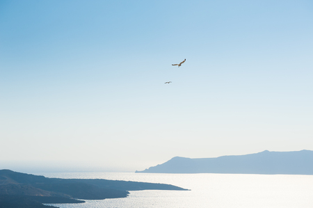 Seagulls in the blue sky over the sea. Santorini island, Greeceの写真素材