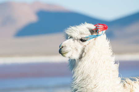Portrait of white alpaca. Laguna Colorada, Altiplano, Bolivia.の写真素材
