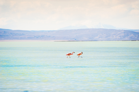 Two pink flamingo in the lagoon on the plateau Altiplano, Boliviaの写真素材