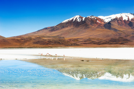 Pink flamingo on the Celeste lagoon and volcano view on plateau Altiplano, Boliviaの写真素材