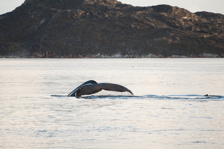 Humpback whale tail, Atlantic ocean, western Greenlandの写真素材