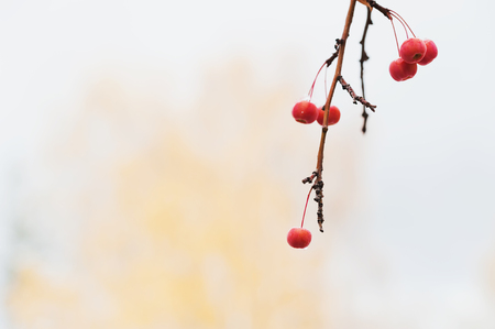 Wild red apples in the forest after rain. Macro image, selective focusの写真素材