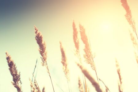 Wild grasses against the sky at sunset. Selective focus, vintage filterの写真素材