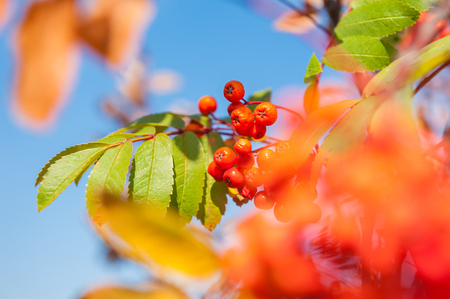 Autumn rowan tree with red berries and colorful leaves.の写真素材