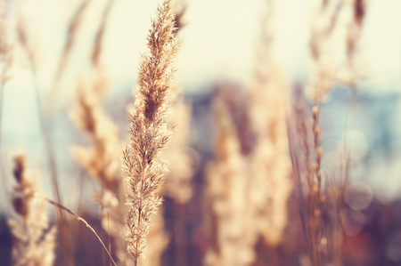 Wild grasses in a forest at sunset. Selective focus, vintage filterの写真素材