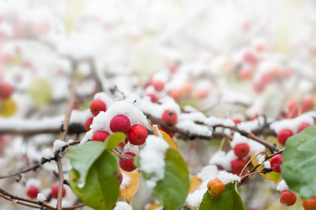 First snow on the apple tree in the forest. Macro image, selective focusの写真素材