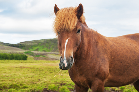 Portrait of brown icelandic horse in nature. Southern Iceland. Selective focusの写真素材