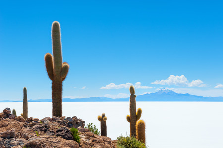 Big cactus on Incahuasi island, salt flat Salar de Uyuni, Altiplano, Boliviaの写真素材
