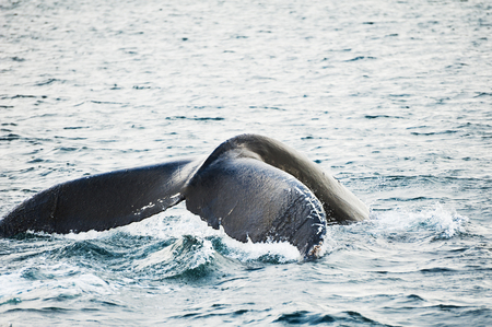 Humpback whale tail close up, Atlantic ocean, western Greenland