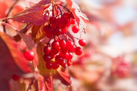 Macro image of red viburnum berries. Selective focus