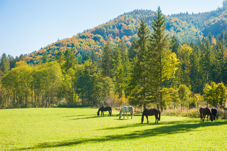 Horses on the green field in Austrian Alps. Autumn landscapeの写真素材