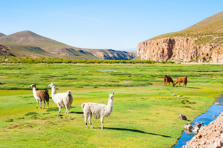 Llama on the green field in the Andes mountains, Altiplano, Bolivia.の写真素材