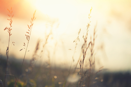 Wild grasses in a forest at sunset. Selective focus, vintage filterの写真素材