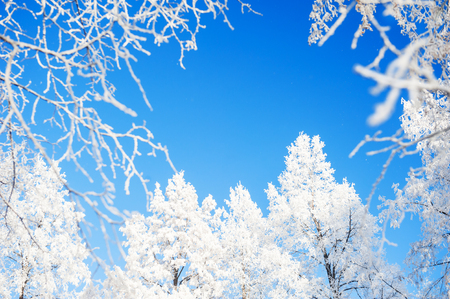 Trees in hoarfrost against the blue sky. Beautiful winter landscape. Selective focusの写真素材