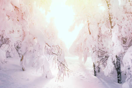 Snow-covered trees in the forest at sunset. Beautiful winter landscape.の写真素材
