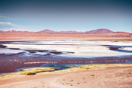 Pink flamingo on Laguna Colorada at sunset, Altiplano, Bolivia. Beautiful landscapeの写真素材