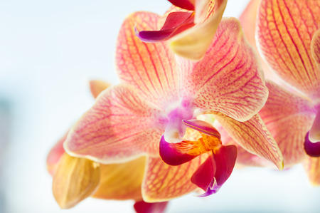 Macro image of pink orchid flower, selective focusの写真素材