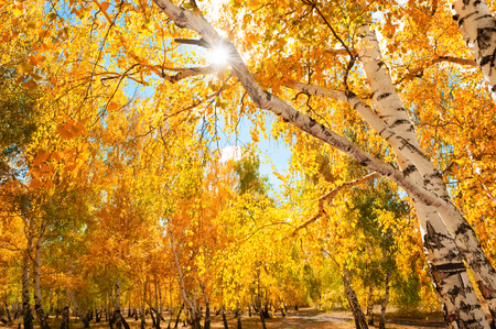 Trees with yellow leaves in autumn forest. の写真素材