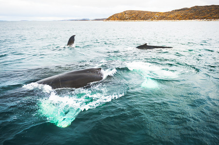 Family of humpback whales, Atlantic ocean, western Greenlandの写真素材