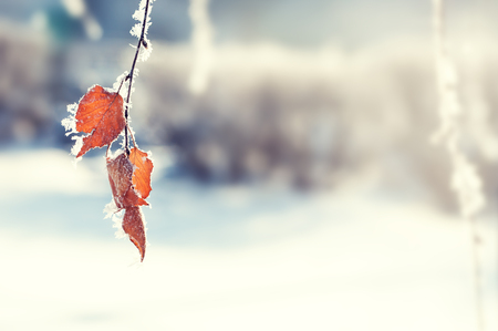 Hoarfrost on the leaves in winter forest. Macro image, vintage filter. Beautiful winter backgroundの写真素材