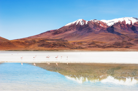 Pink flamingo on the Celeste lagoon and volcano view on plateau Altiplano, Boliviaの写真素材
