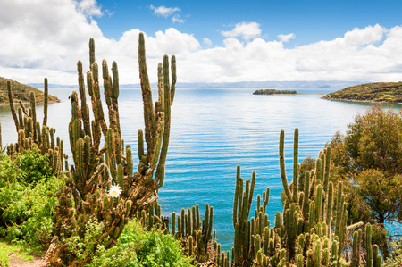 Wild cactus on Island of Sun (Isla del Sol), Titicaca lake, Boliviaの写真素材