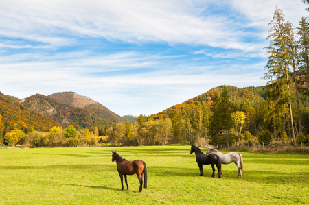 Horses on the green field in Austrian Alps. Autumn landscapeの写真素材