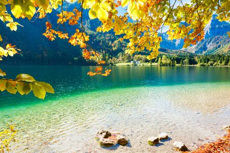 Yellow autumn trees on the coast of Vorderer Langbathsee lake in Austrian Alps.の写真素材