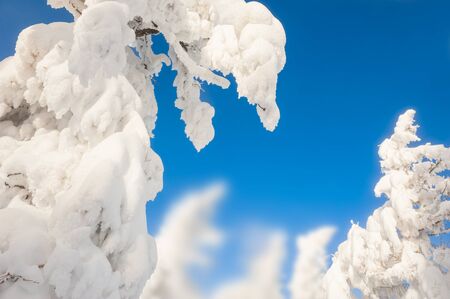 Snow-covered trees in the forest. Beautiful winter landscape.の写真素材