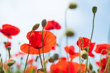 Red poppy flowers against the blue sky. Macro image, selective focus. の写真素材