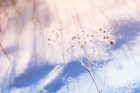 Snow-covered plants in the forest at sunset. Beautiful winter landscape.の写真素材