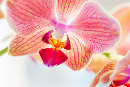 Macro image of pink orchid flower, selective focusの写真素材